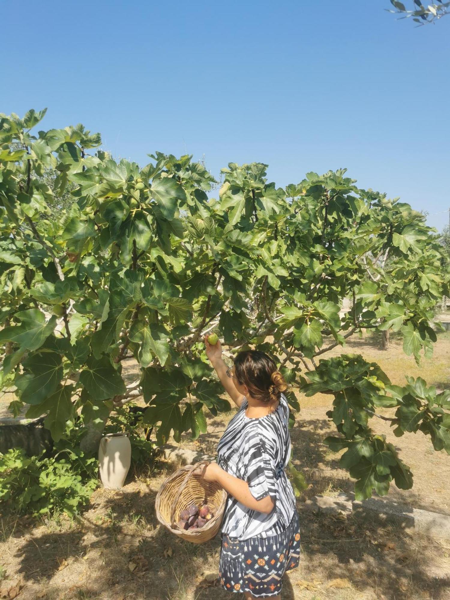Villa Mios 穆罗莱切塞 外观 照片