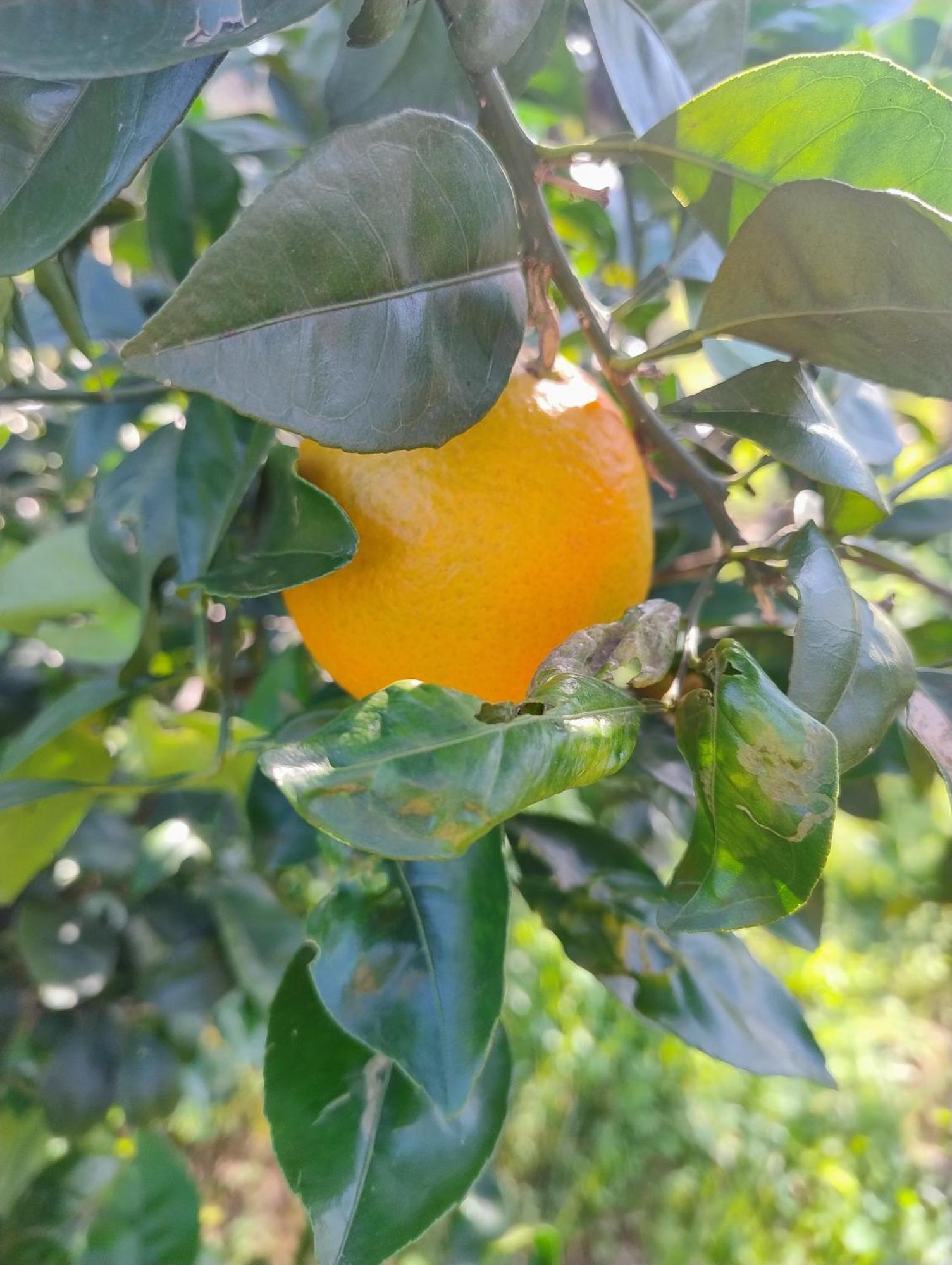 Villa Mios 穆罗莱切塞 外观 照片